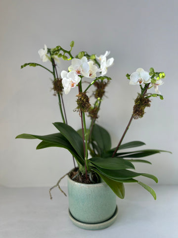 Mini Orchidée Phalaenopsis blanche