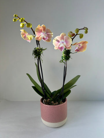 Orchidée Phalaenopsis rose