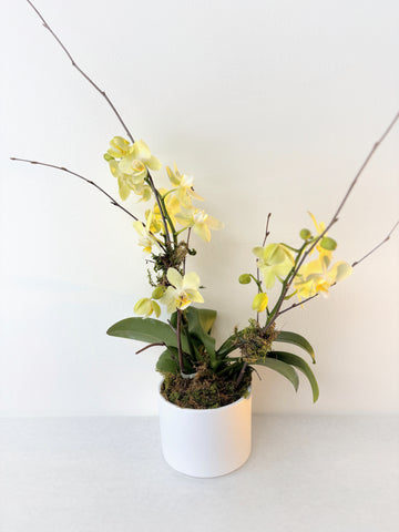 Phalaenopsis orchid