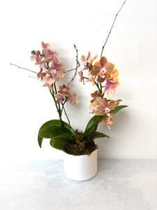 Phalaenopsis orchid