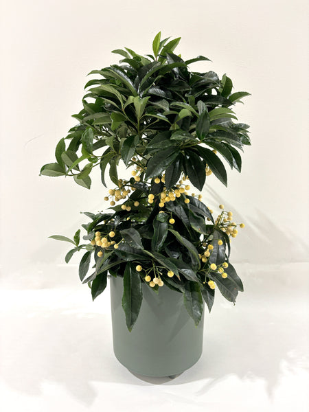 Ardisia à baies blanches