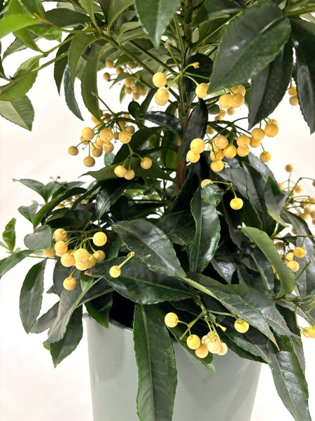 Ardisia à baies blanches