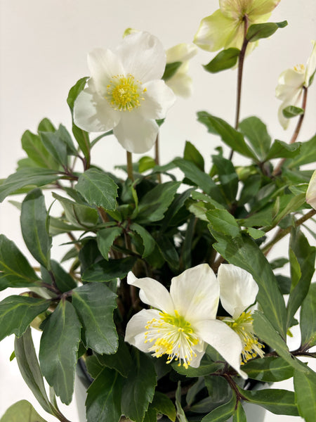 Hellebore