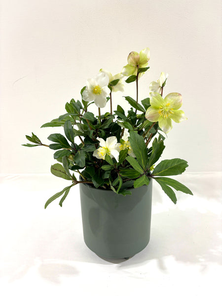 Hellebore
