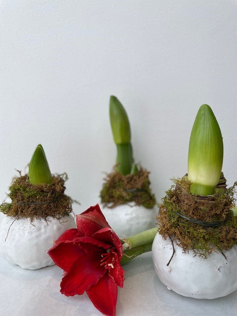 Wax amaryllis bulb