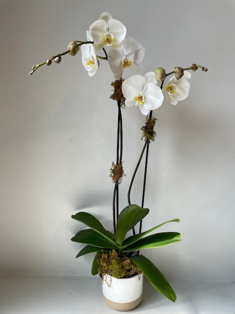 Orchidée Phalaenopsis