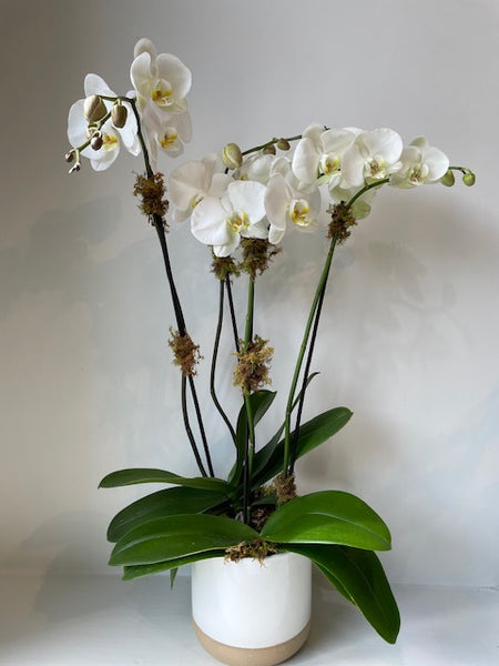 Orchidée Phalaenopsis